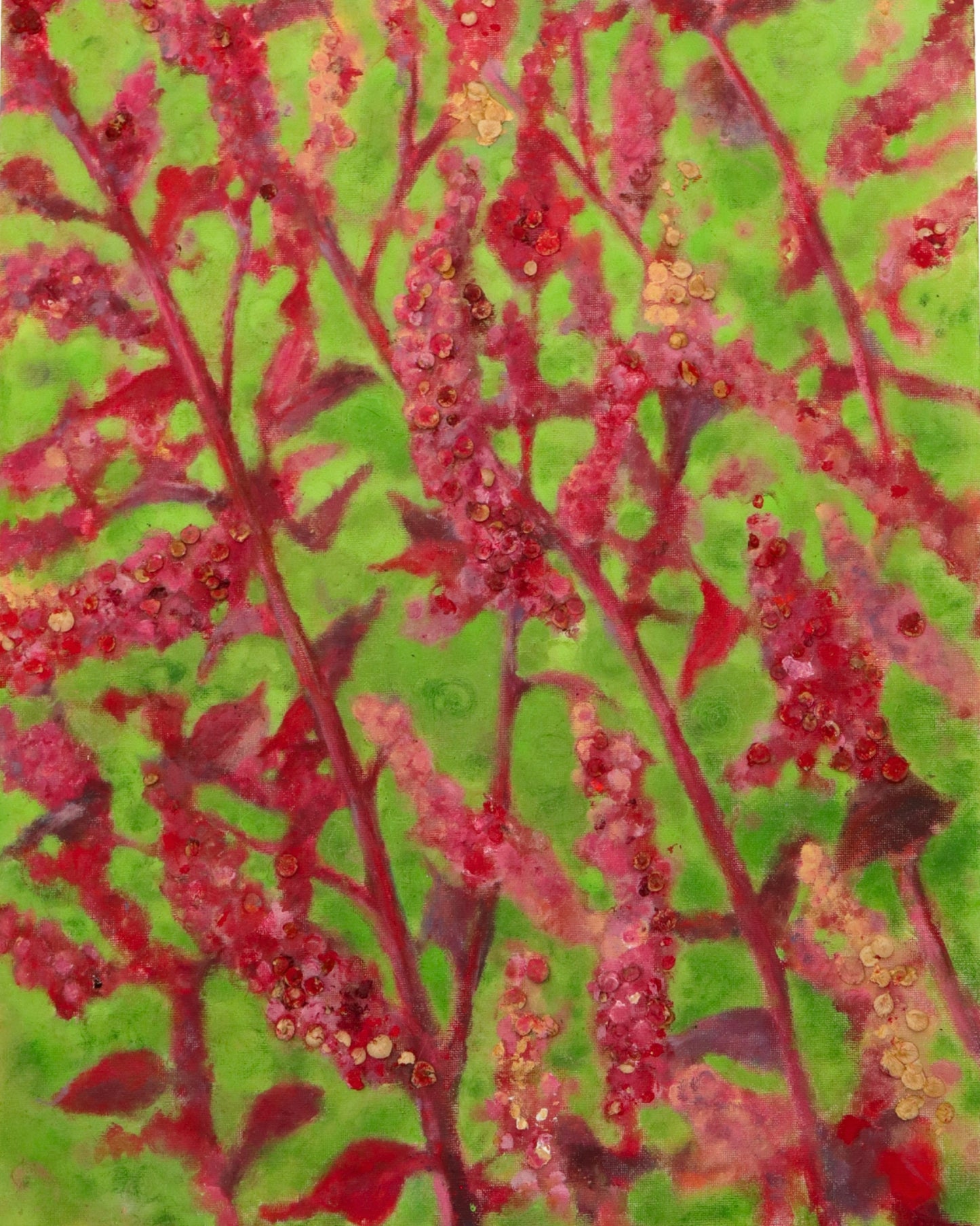 Red Orach (Amaranth)