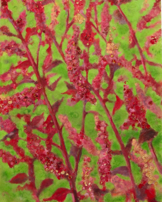 Red Orach (Amaranth)