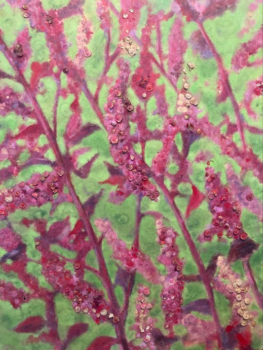 Amaranth - Red Orach (Amaranth)