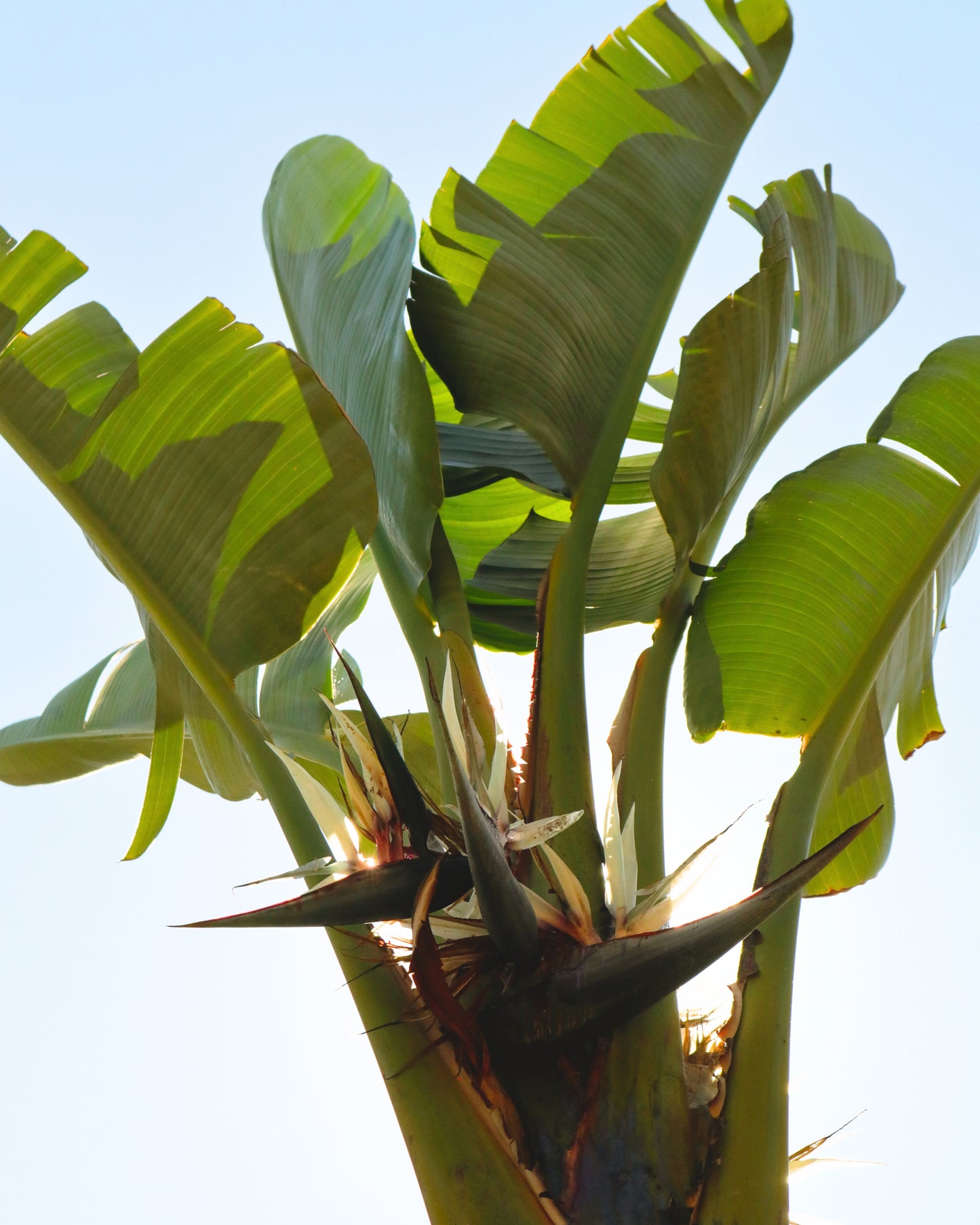 A Giant Bird of Paradise