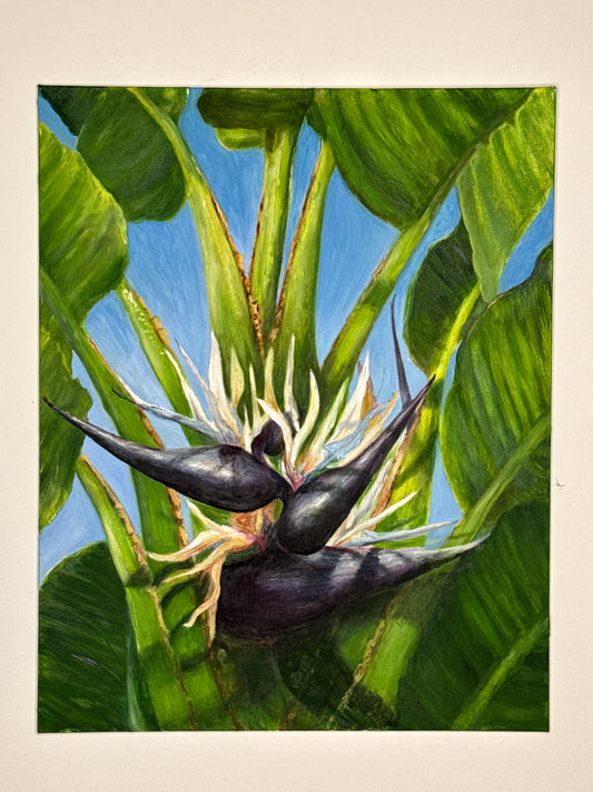 Giant Bird of Paradise